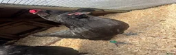 Mixed Breed poultry for sale: Mixed Flock of Birds - Advert 2