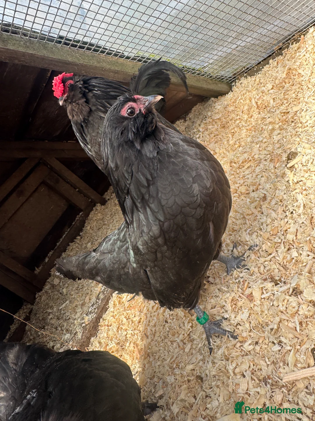 Mixed Breed poultry for sale: Mixed Flock of Birds - Advert 2