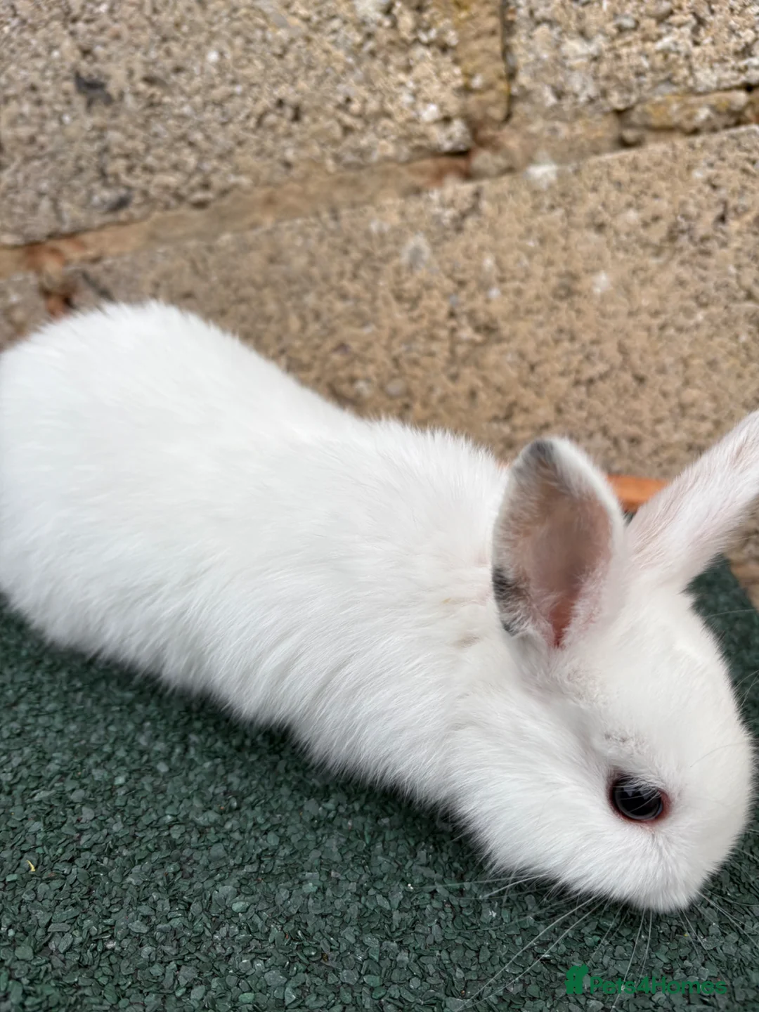 Mixed Breed rabbits for sale: Baby rabbits  - Advert 9