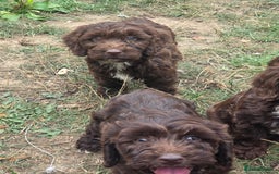 Cockapoo dogs for sale: Gorgeous Cockerpoo puppies  - Image 14