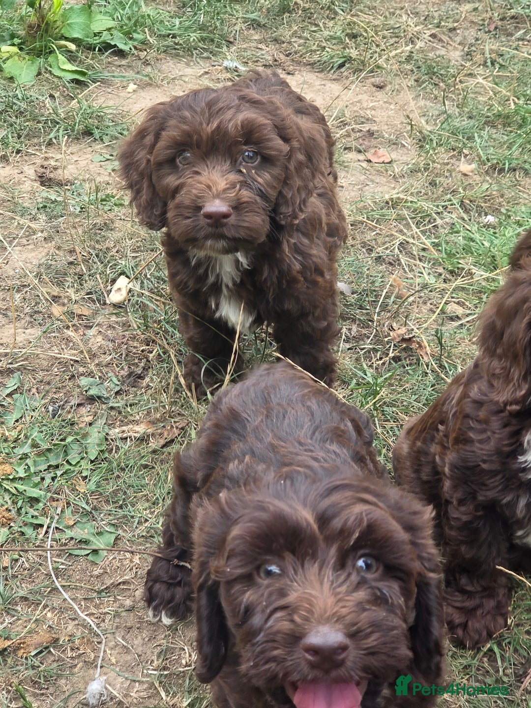 Cockapoo dogs for sale: Gorgeous Cockerpoo puppies  - Image 14