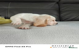 Basset Hound dogs for sale: Bassett Hound Puppies for Sale - Image 9