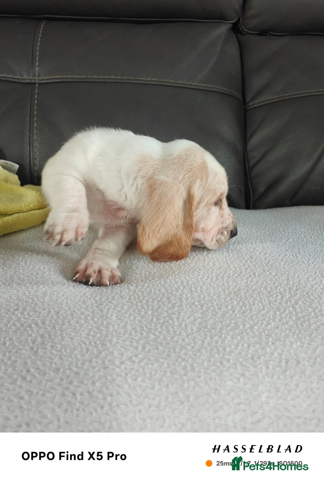 Basset Hound dogs for sale: Bassett Hound Puppies for Sale - Image 9