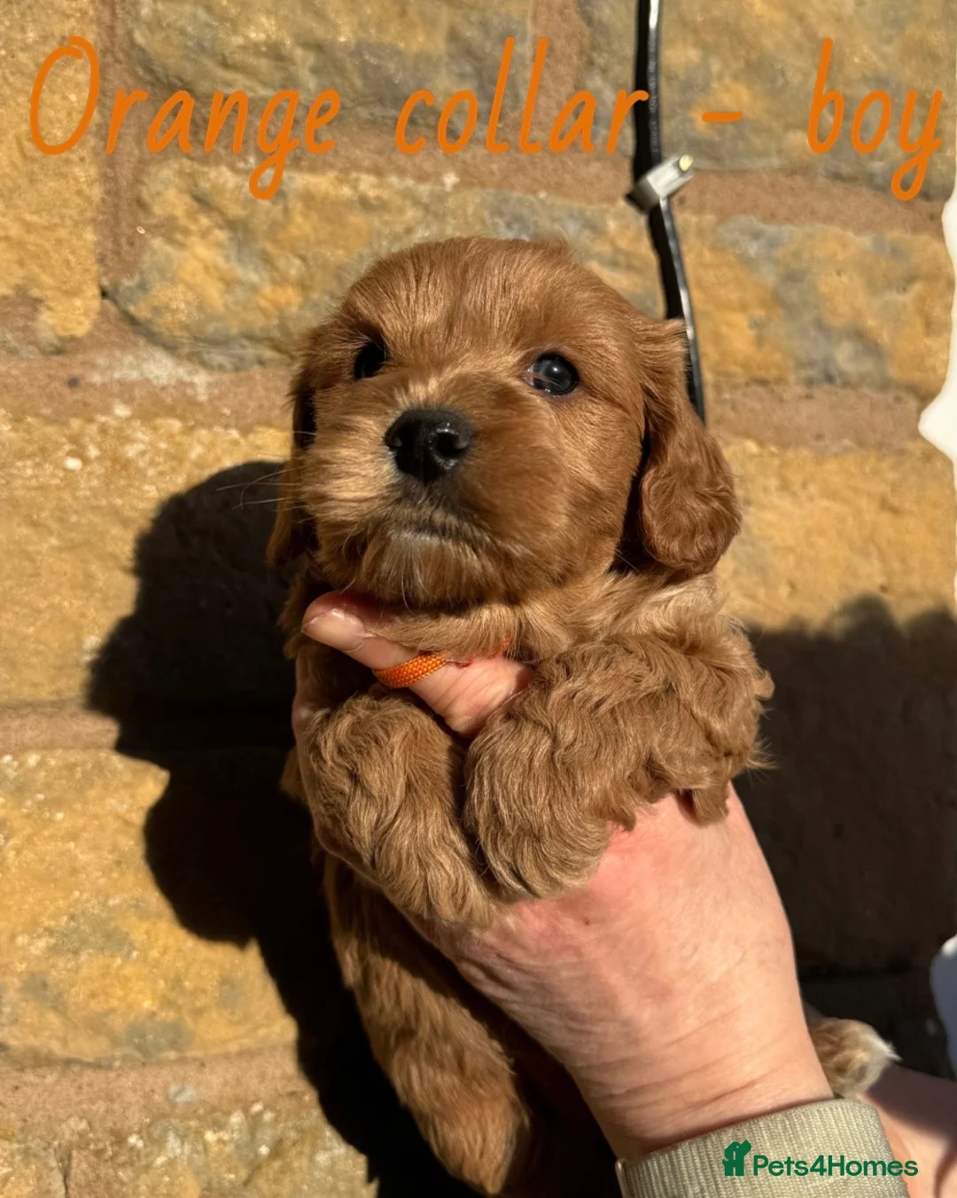 Cavachon dogs for sale: Cavapoochon puppies💙🩷 - Advert 11
