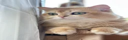 British Shorthair cats for sale: Gorgeous GCCF registered British shorthair Gold. - Advert 17
