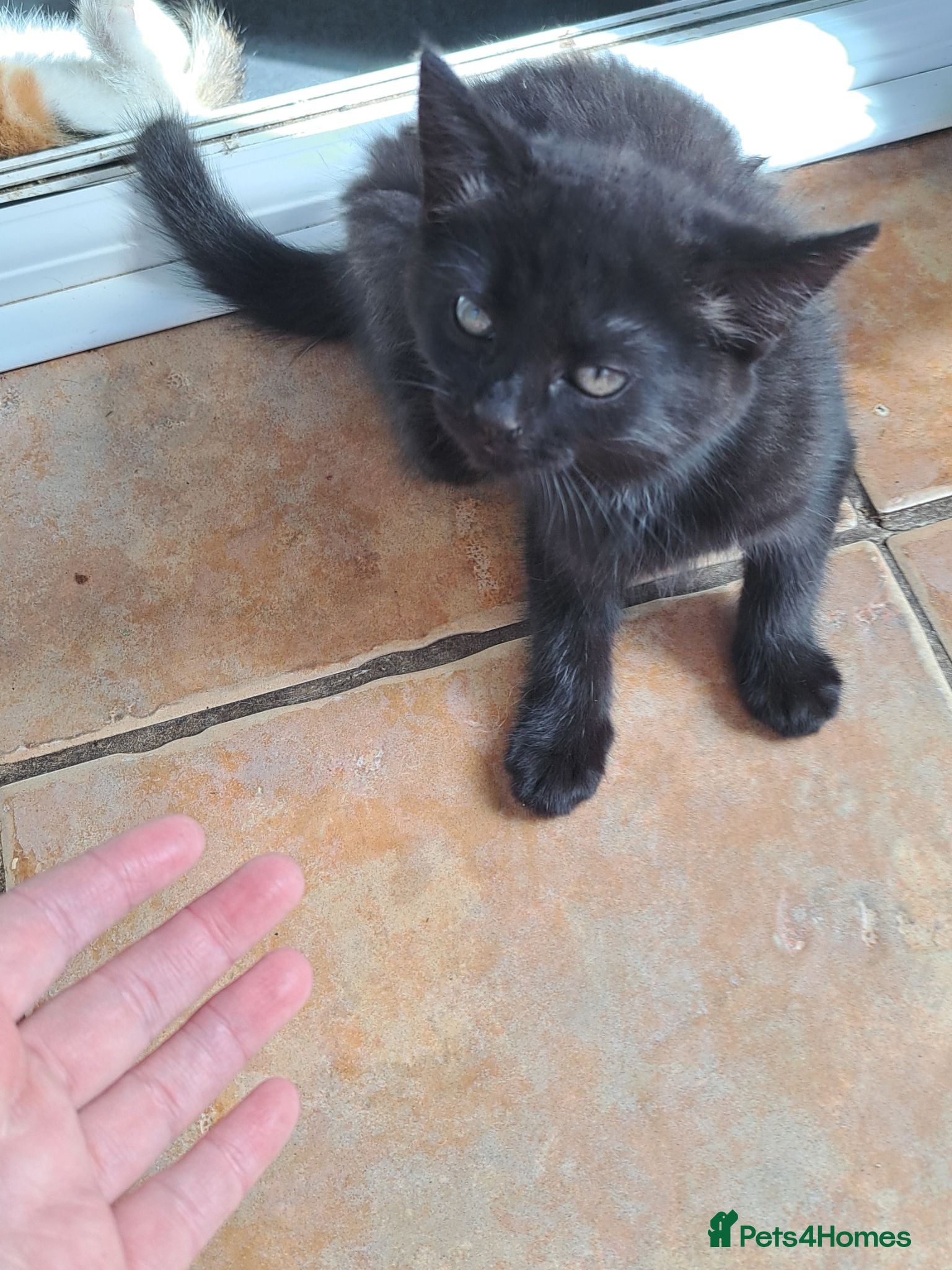 Mixed Breed cats Beautiful Maine CoonXCalaco Kitten Jet Black Girl - Advert 1