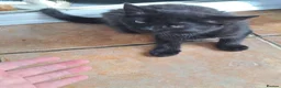 Mixed Breed cats for sale: 3 Beautiful Maine CoonXCalaco Kittens 1 Boy 2 Girl in Bridgnorth - Advert 8