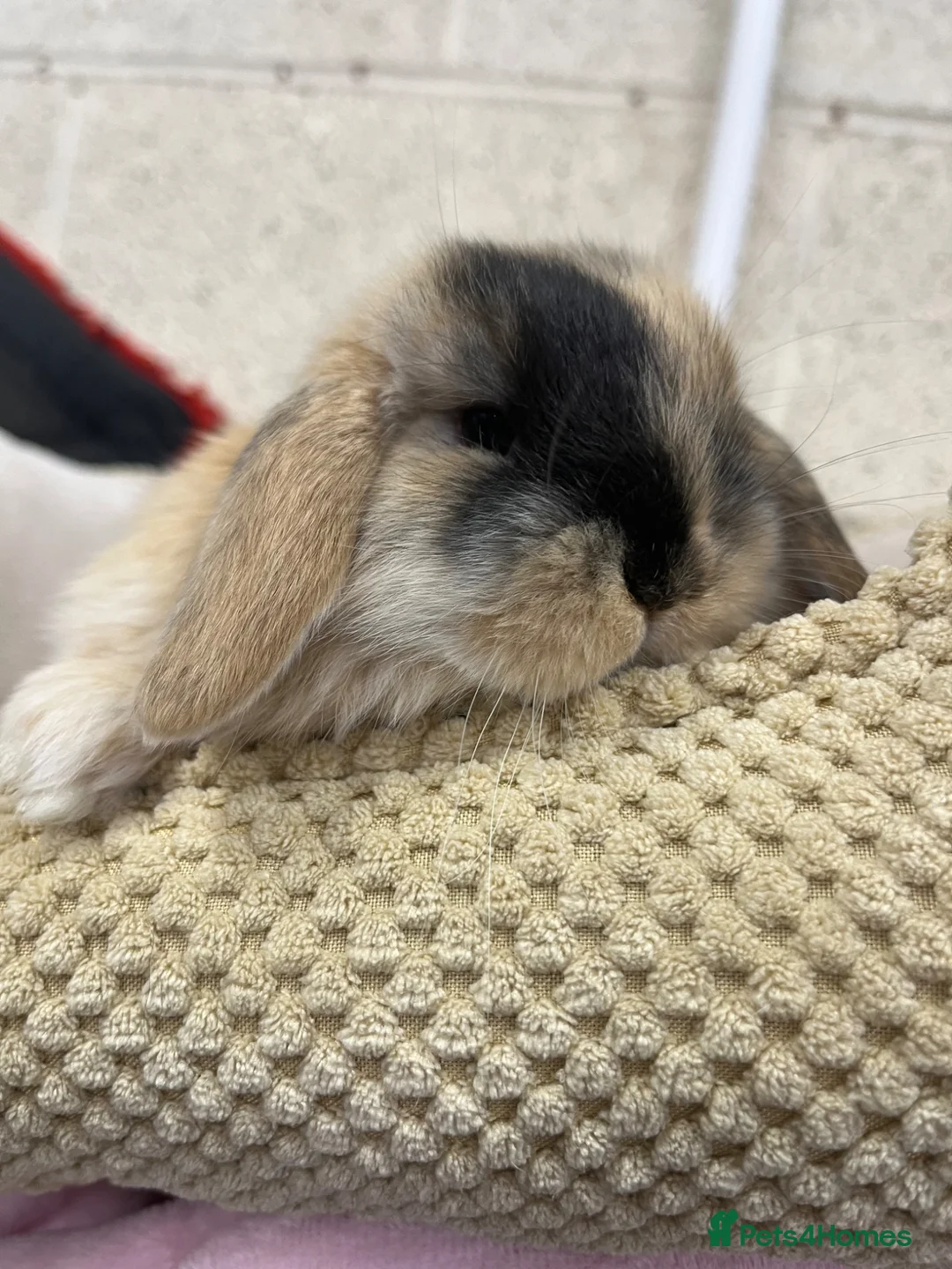 Mini Lop rabbits for sale:  Mini Lop Bunnies  - Advert 2