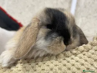 Mini Lop rabbits Mini Lop Bunnies - Advert 18