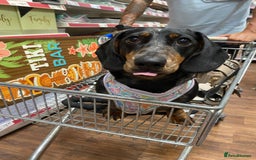 Dachshund dogs for sale: Daschund  - Image 10