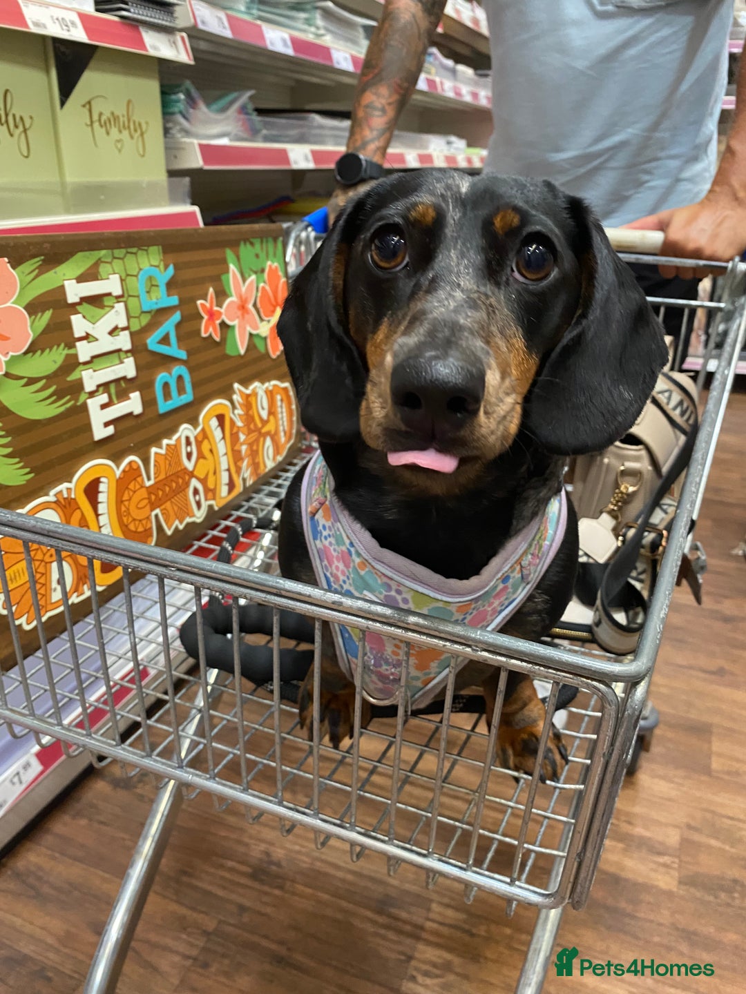Dachshund dogs for sale: Daschund  - Image 10