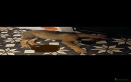 German Shepherd dogs for sale: 💥 chunky German Shepherd's 💥 - Image 7