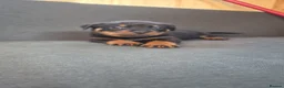 Rottweiler dogs for sale: Pure breed rottweiler puppies not KC reg - Advert 20