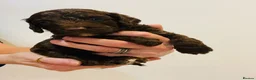 Cockapoo dogs for sale: Beautiful F1B Cockapoo Puppies- Home Raised  - Advert 18