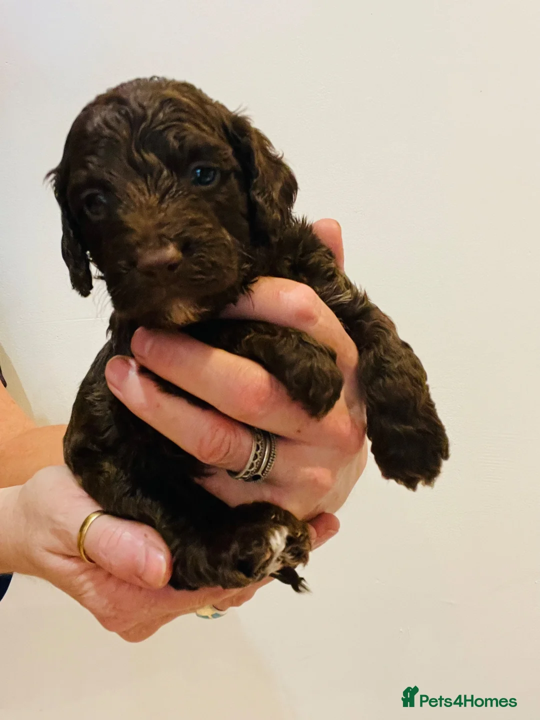 Cockapoo dogs for sale: Beautiful F1B Cockapoo Puppies- Home Raised  - Advert 18