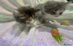 Ragdoll cats for sale: Ragdoll X  - Image 28
