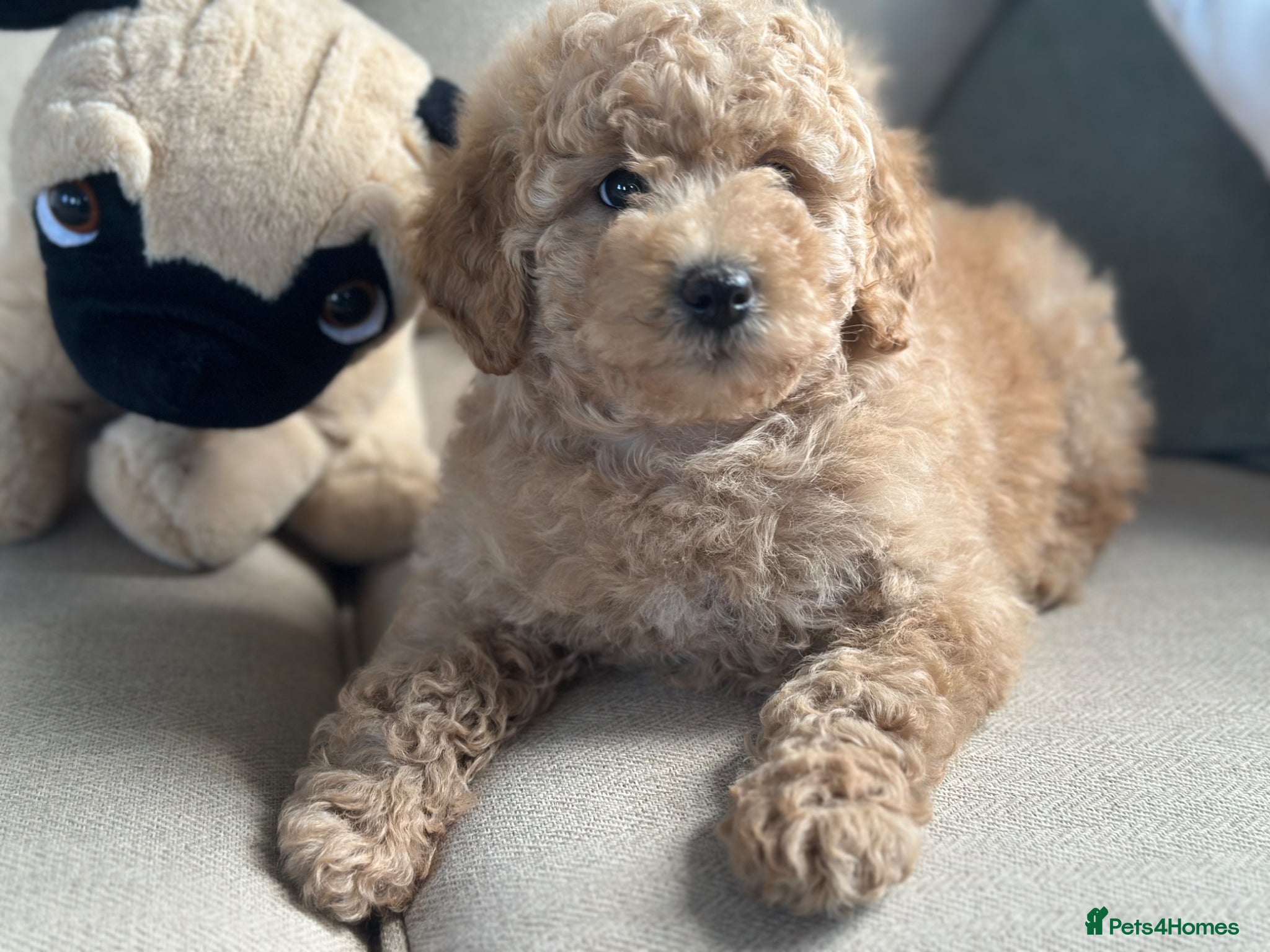 Goldendoodle dogs F1B MINI/MEDIUM GOLDENDOODLES FULL HEALTH CHECKED  - Advert 2