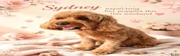 Cockapoo dogs for sale: ❤️🐾Stunning dark fox red F1b cockapoos 🐾❤️ - Advert 21