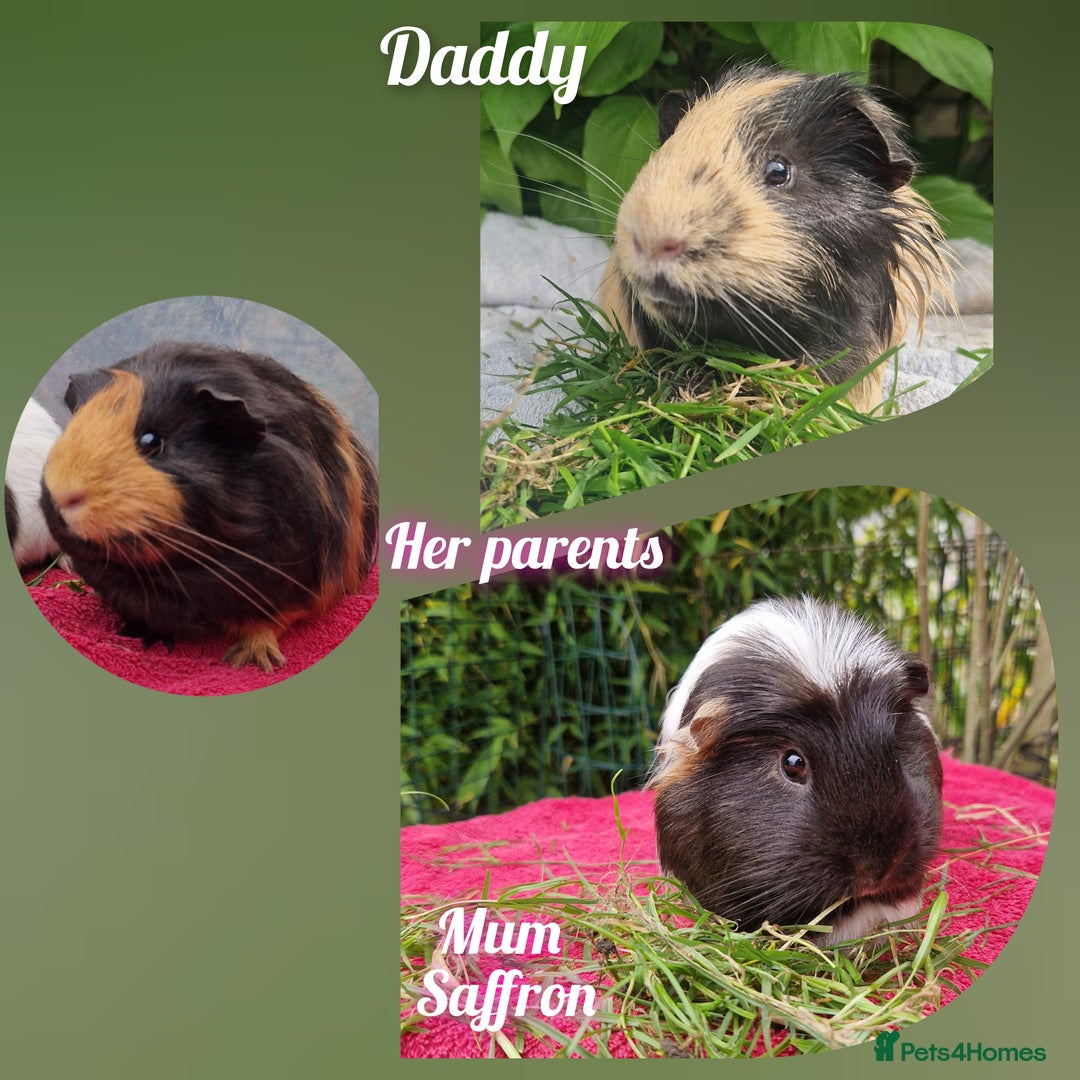 Guinea Pig rodents for sale: Beautful female guineapig  - Advert 4