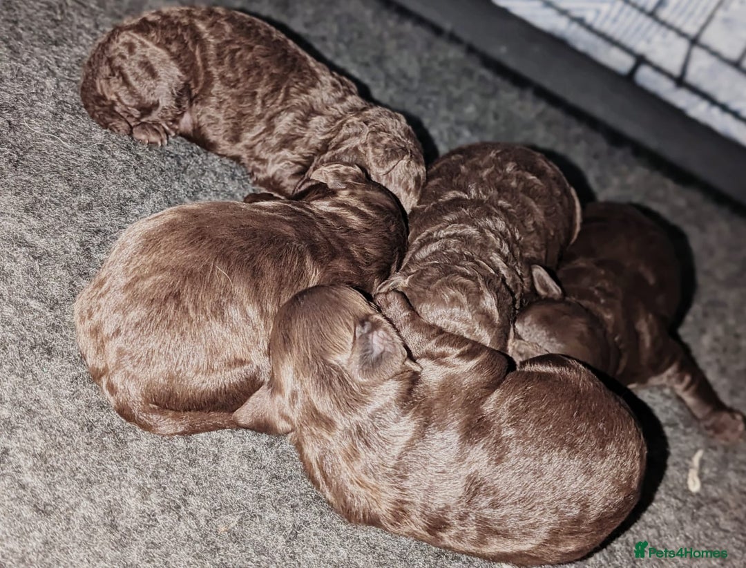 Cockapoo dogs for sale: Very special PRA clear chocolate litter cockapoos  - Advert 9