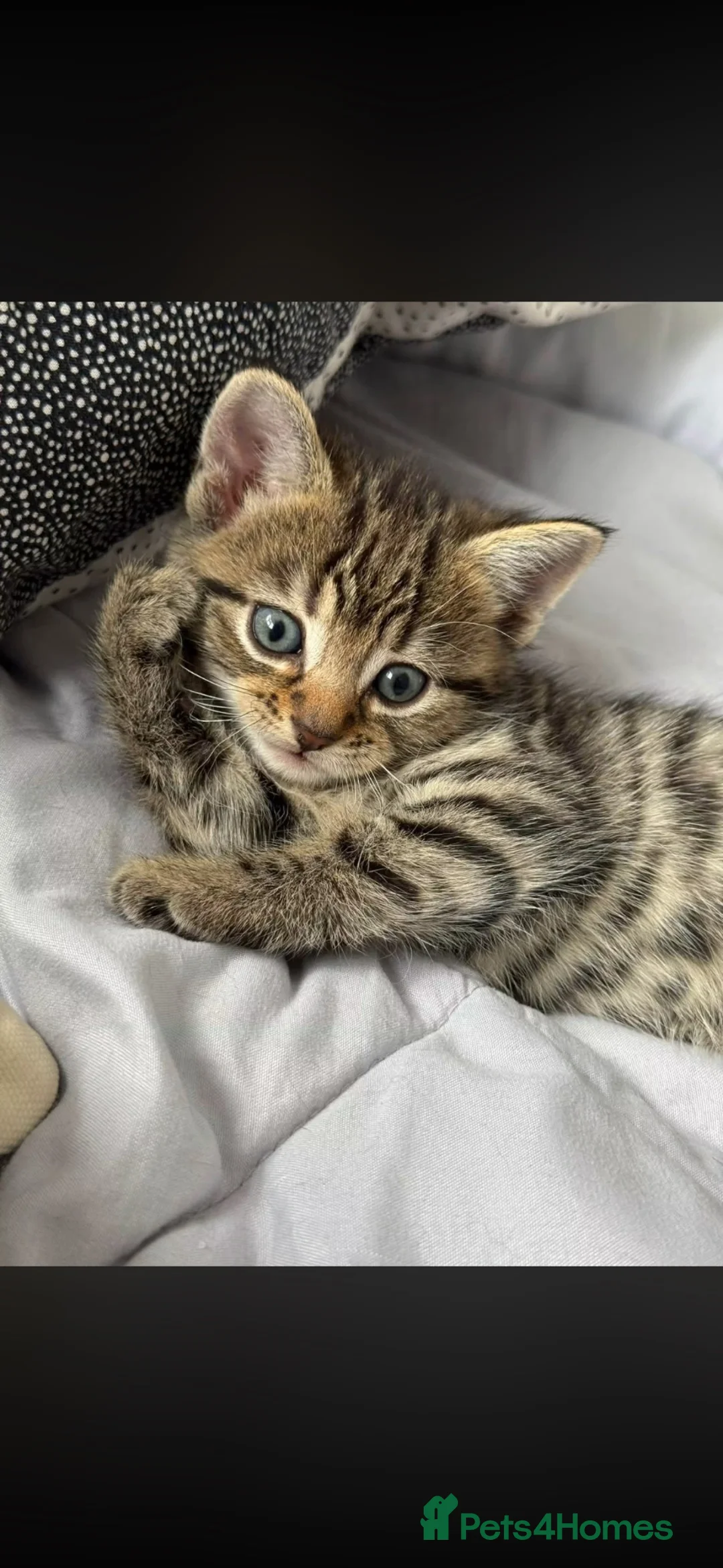 Mixed Breed cats for sale: Russian blue x British shorthairs  - Advert 20