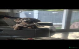 Miniature Dachshund dogs for stud: MIniture Dachshund Stud - Image 4