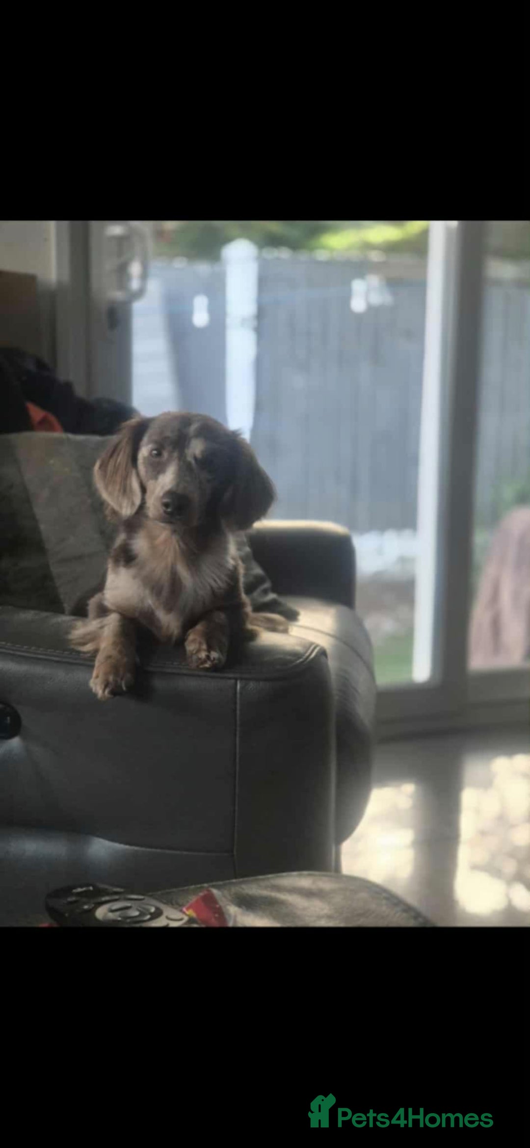 Miniature Dachshund dogs for stud: MIniture Dachshund Stud - Image 4