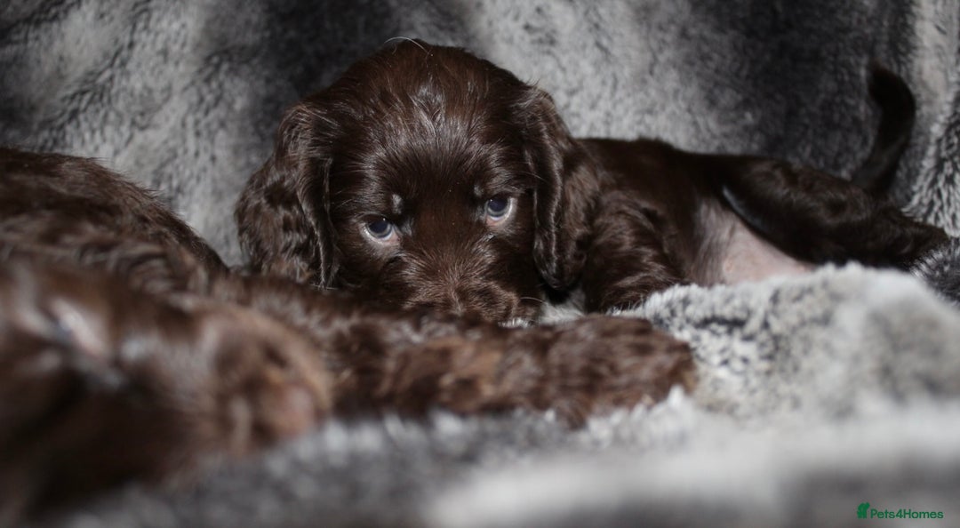 Cocker Spaniel dogs for sale: Beautiful KC reg Cocker Spaniel Pups - Advert 22