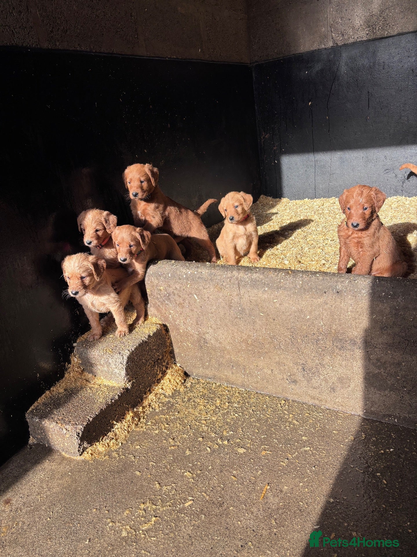 Labradoodle dogs for sale: F1 Labradoodle puppies  - Advert 6