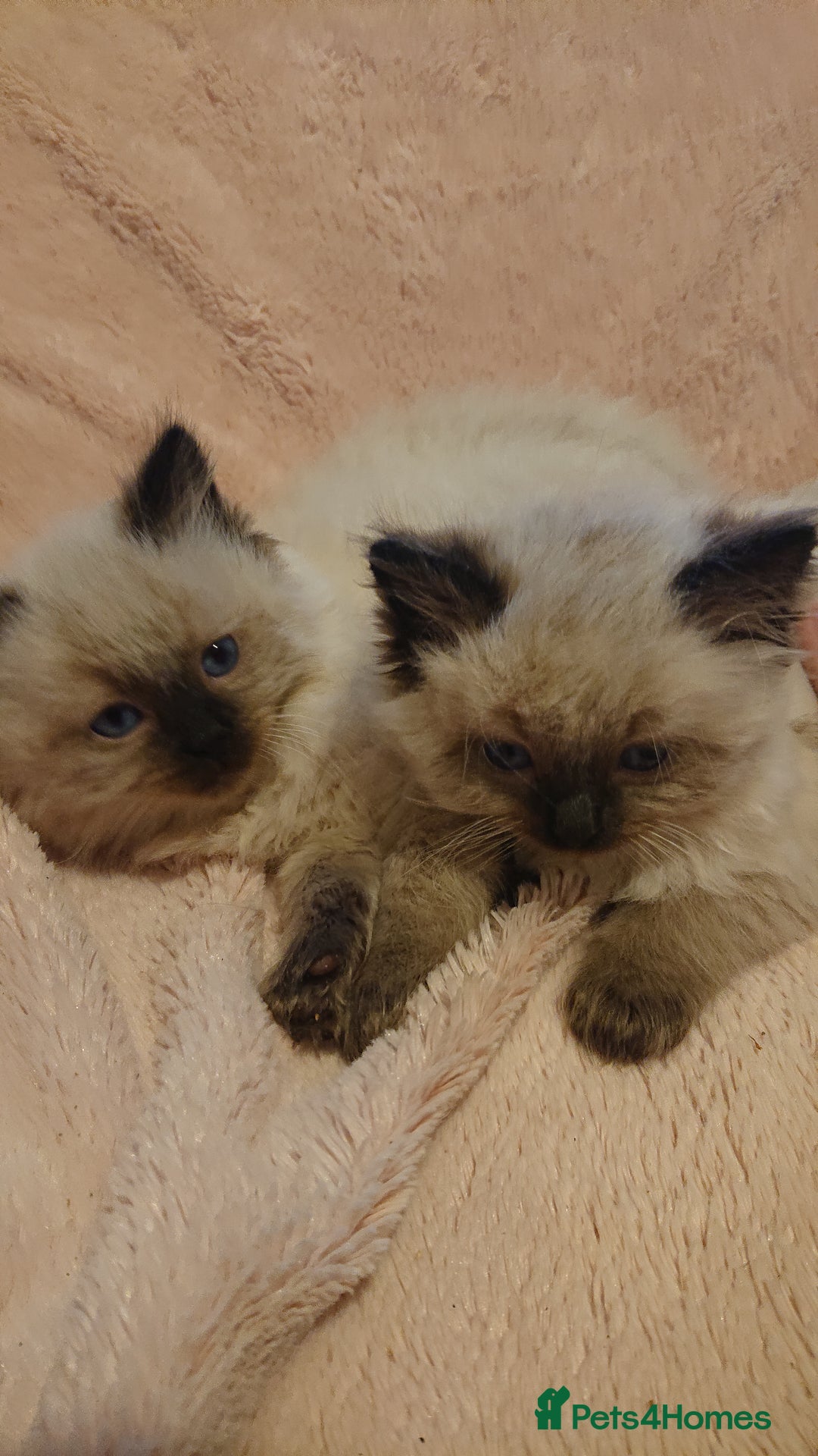 Ragdoll cats for sale: 4 BOYS 100% RAGDOLLS CATS, 550Ł 😽 😻 😸  - Advert 4
