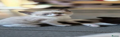 Seal point boy 