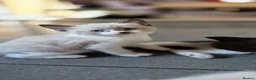 Burmese cats for sale: Burmese cross kittens - Advert 7