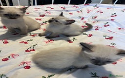 Siamese cats for sale: 3 stunning applehead Siamese kittens  - Image 5
