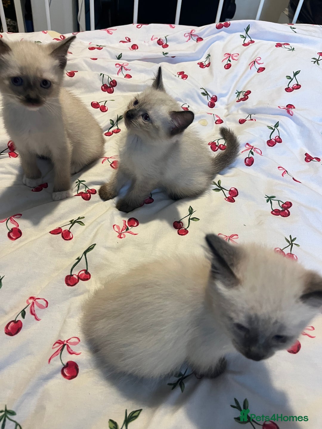 Siamese cats for sale: 3 stunning applehead Siamese kittens  - Image 5