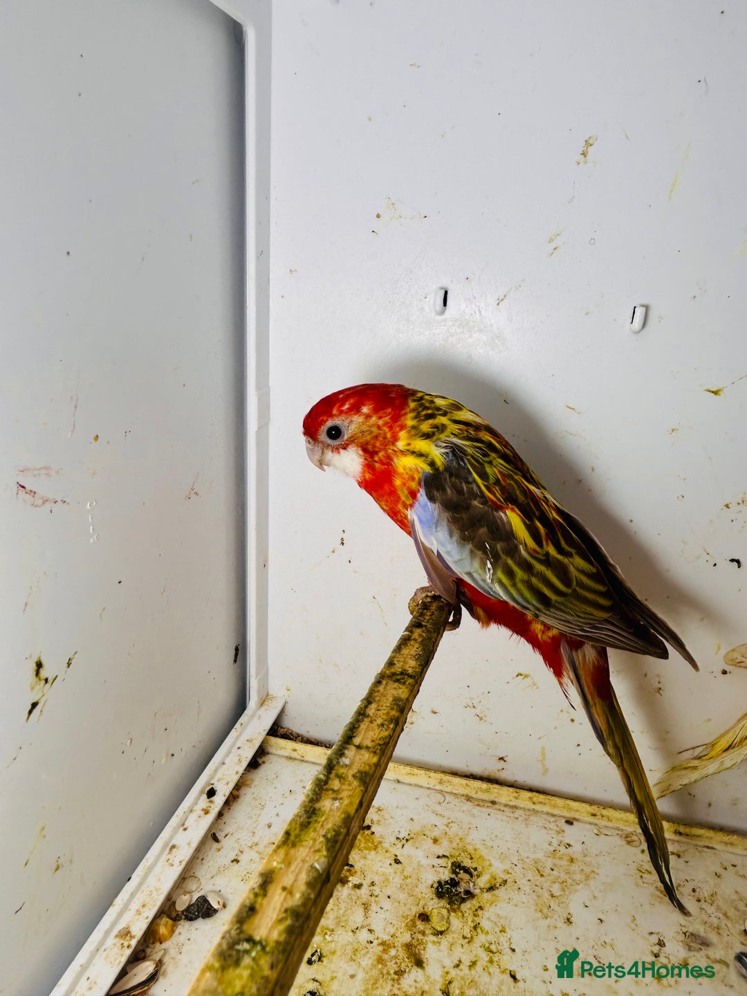 Parakeets birds for sale: Stunning Rubino/pastel rosellas for sale   - Image 7