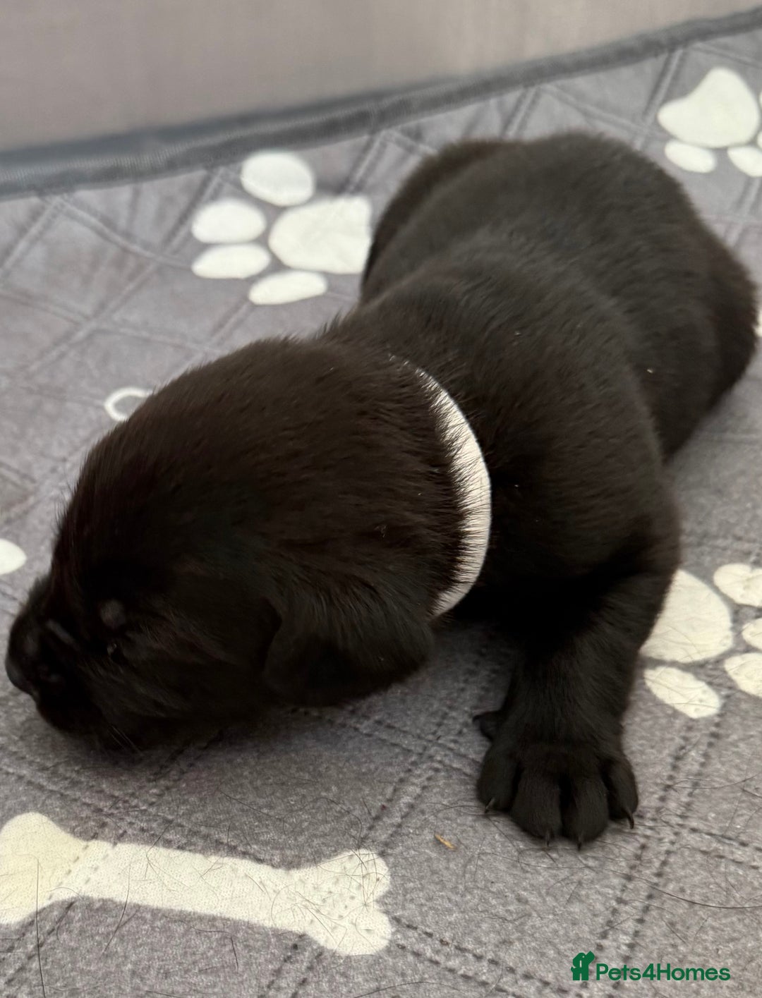 Labrador Retriever dogs for sale: Black Labrador retriever puppies KC registered - Image 16