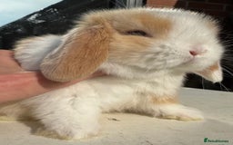 Mini Lop rabbits for sale: 🐰 Mini Lop Rabbits – Loving Homes Wanted 🏡 - Image 1