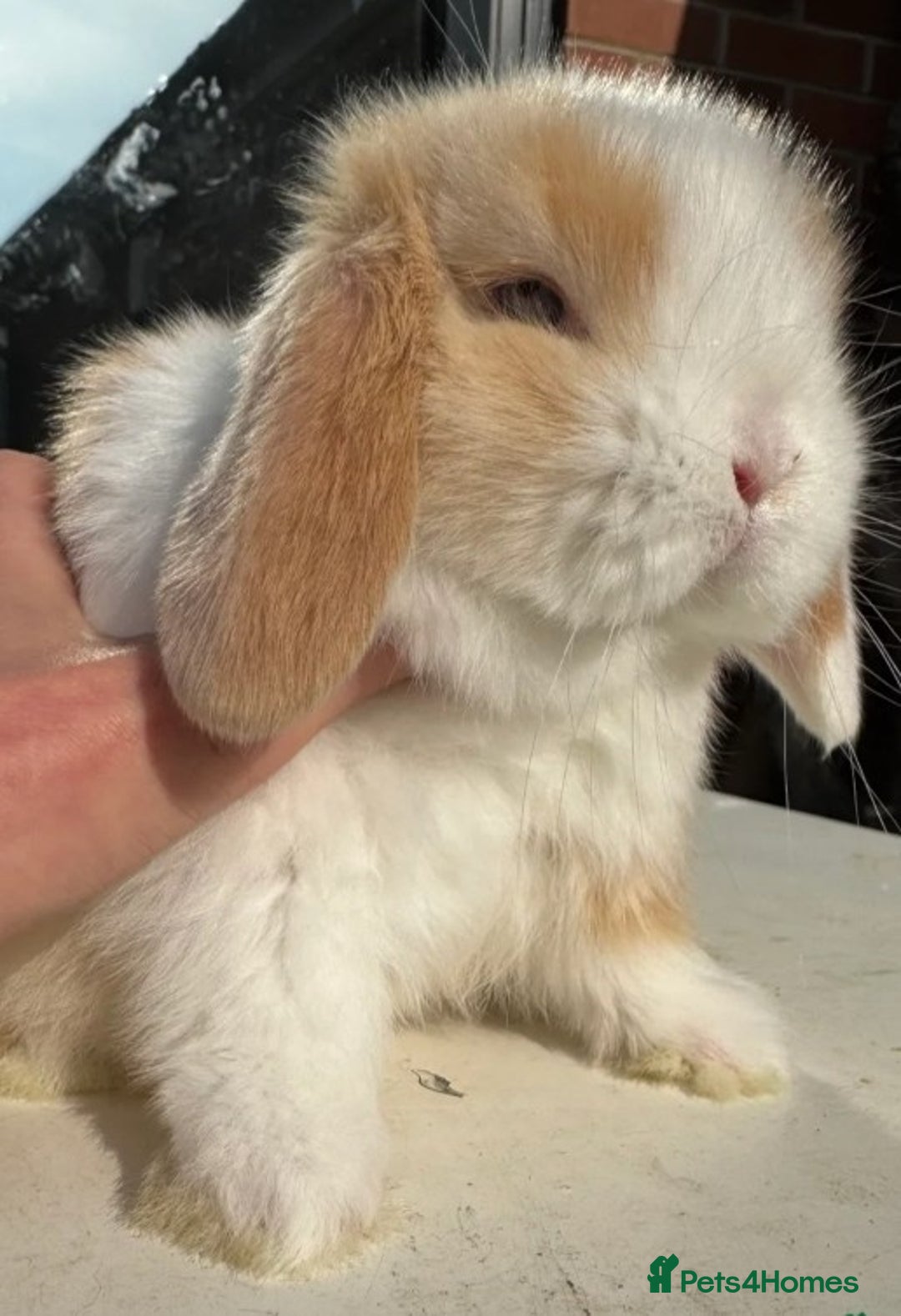 Mini Lop rabbits for sale: 🐰 Mini Lop Rabbits – Loving Homes Wanted 🏡 - Image 1