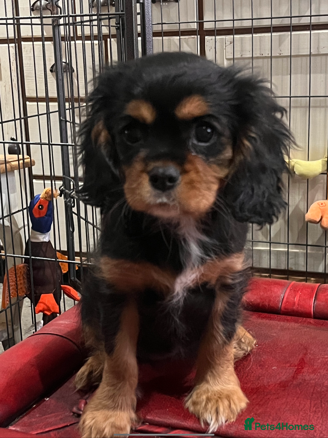 Cavalier King Charles Spaniel dogs for sale: Confident female cavalier - Advert 9
