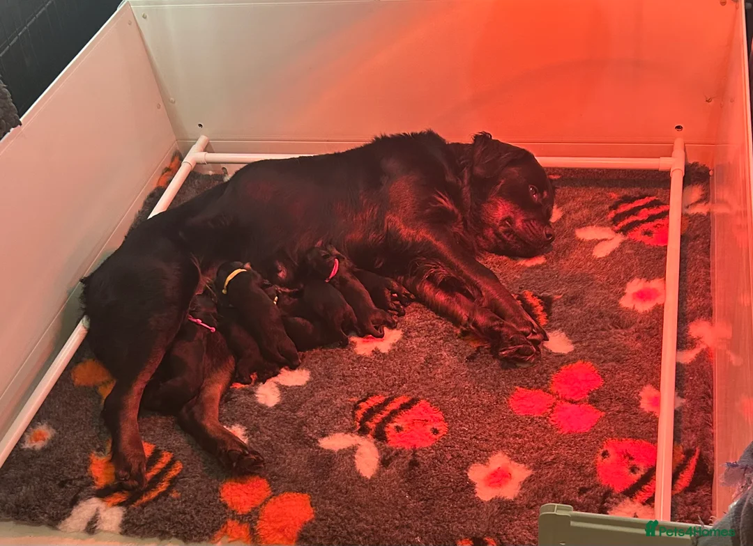 Rottweiler dogs for sale: Rottweilers kc top quality  - Advert 9