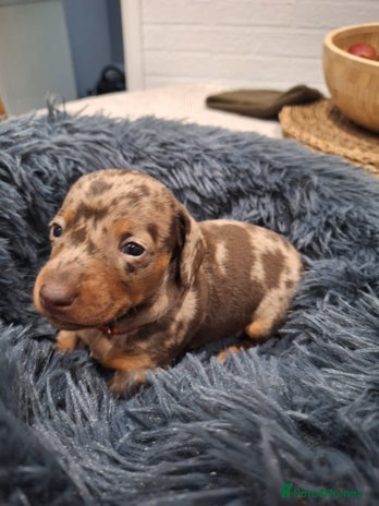 Miniature Dachshund dogs Miniture dachhund - Advert 3