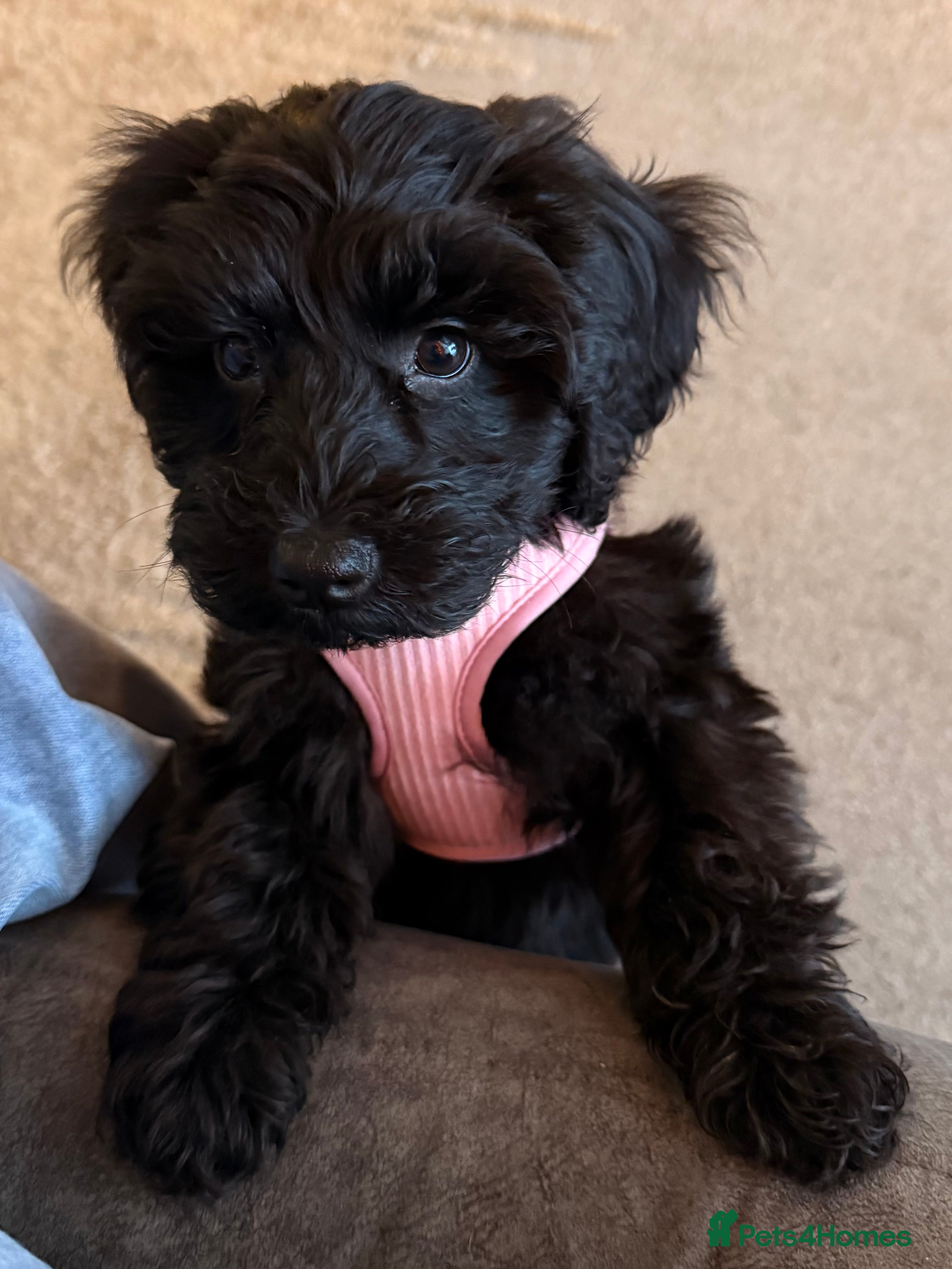 Cockapoo dogs Cockapoo - Advert 1