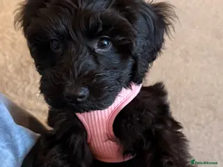 Cockapoo dogs Cockapoo - Advert 1