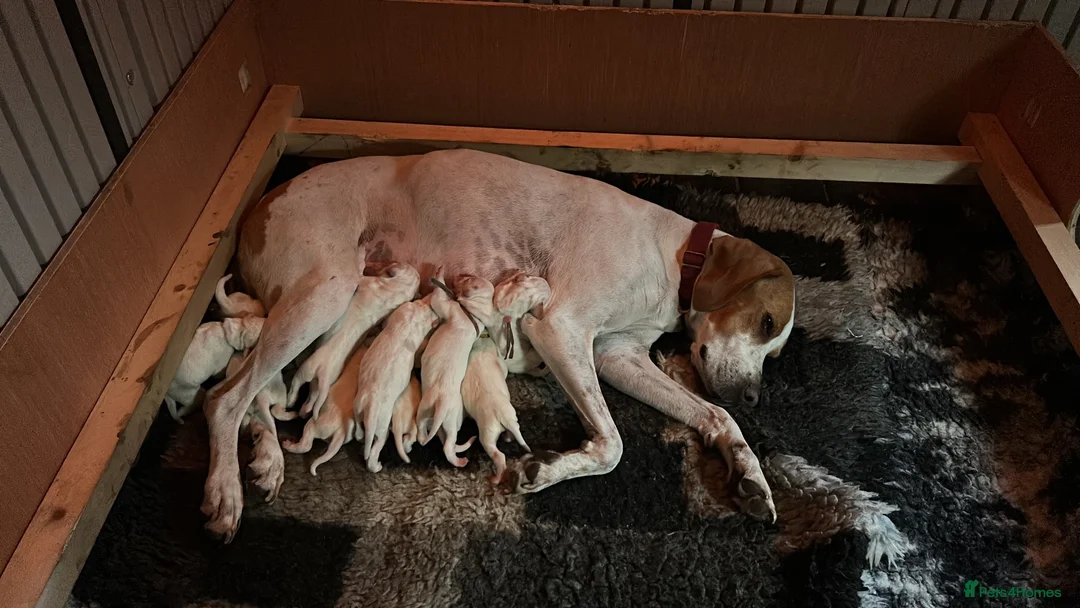 Pointer dogs for sale: English pointer in Slough - Advert 5