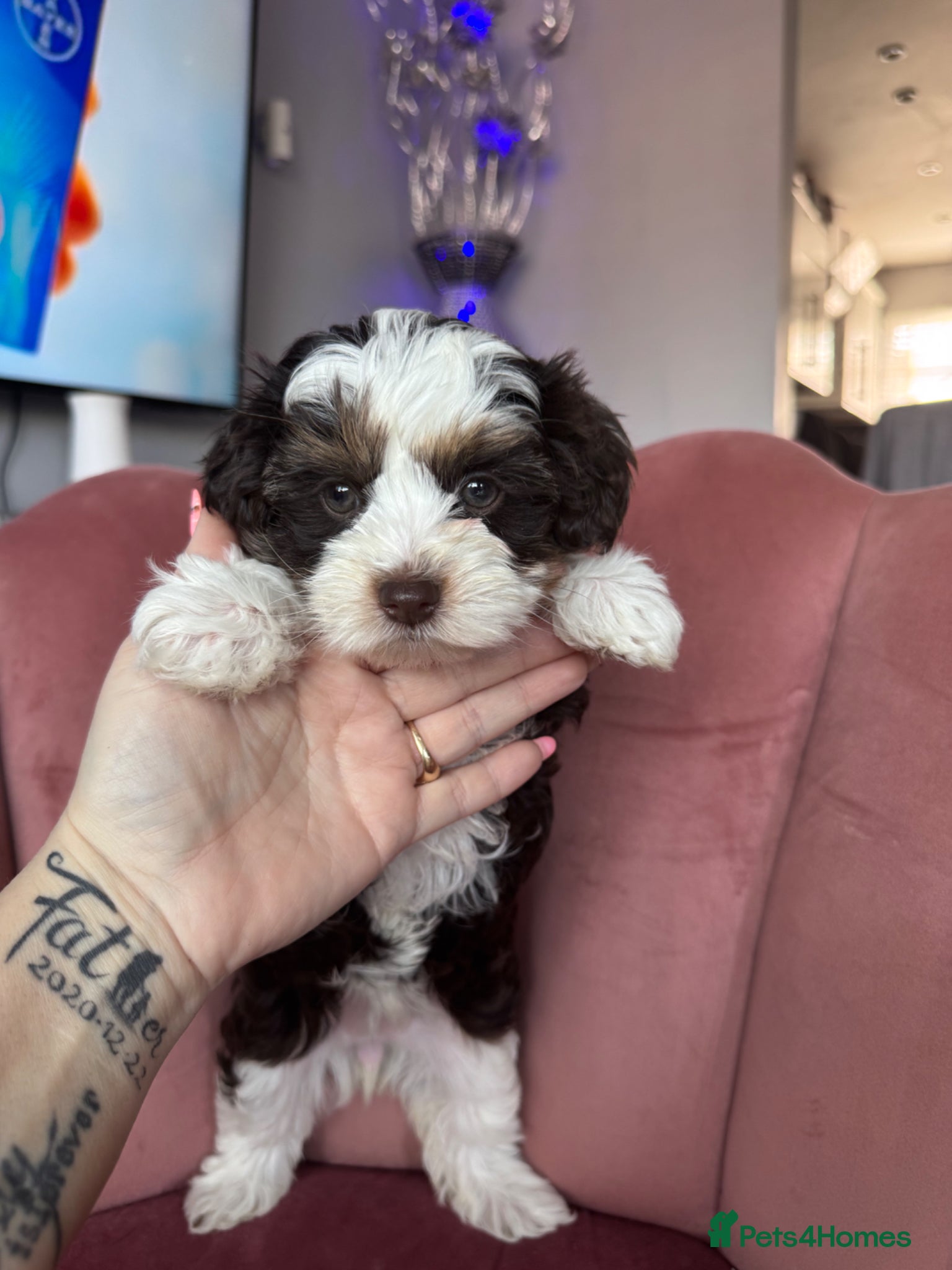 Yorkshire Terrier dogs Blue-Eyed Biewer Yorkshire Terrier Girl  - Advert 1