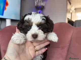 Yorkshire Terrier dogs Blue-Eyed Biewer Yorkshire Terrier Girl - Advert 1