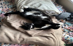Domestic Shorthair cats for sale: Big gentle loving boy - Image 11
