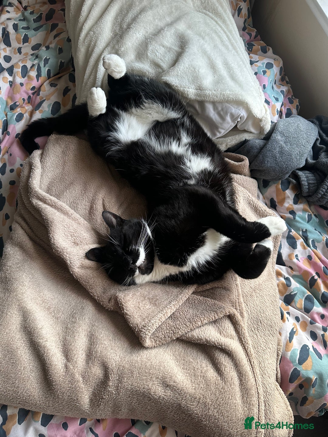Domestic Shorthair cats for sale: Big gentle loving boy - Image 11