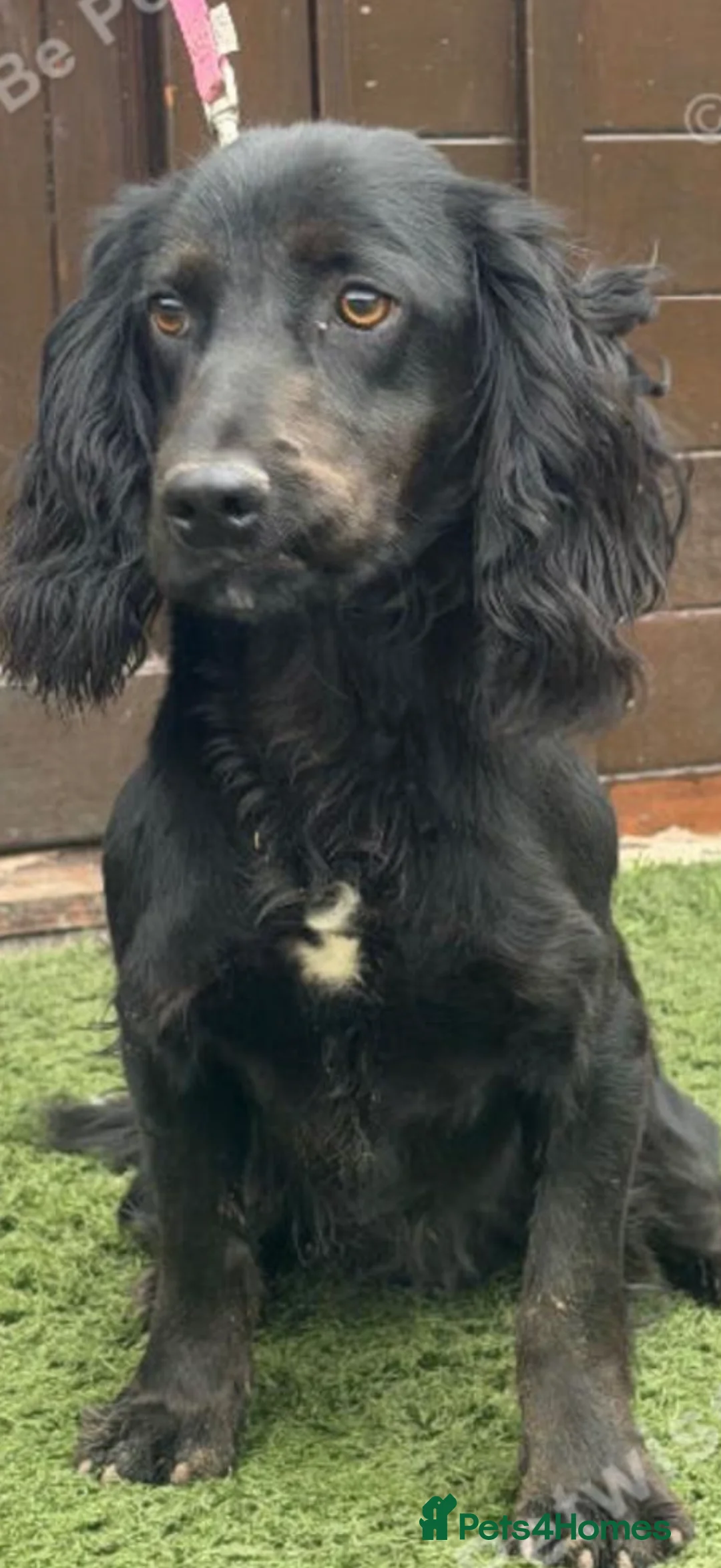 Cocker Spaniel dogs for sale: Cocker spaniel in Waltham Abbey - Advert 2