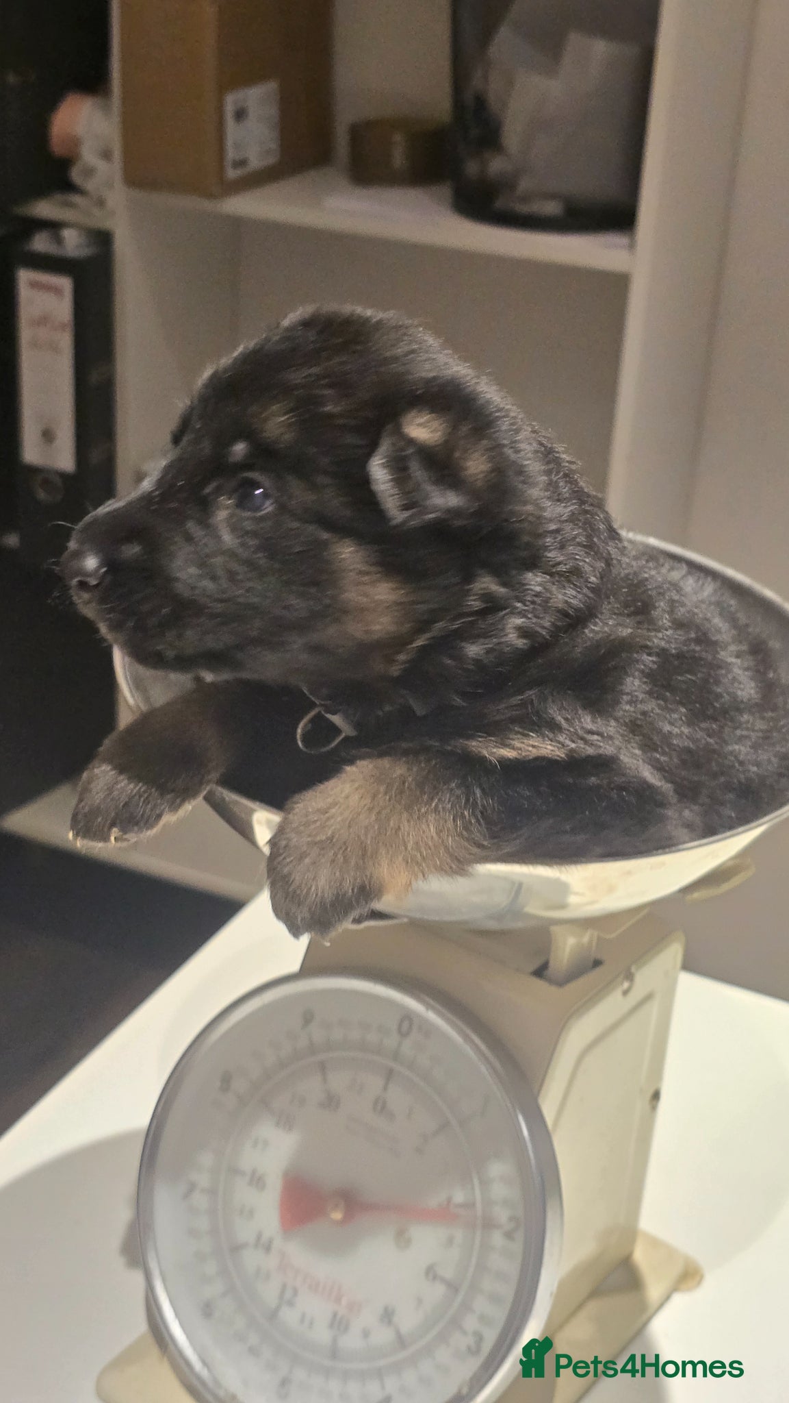 German Shepherd dogs German Shepherd Pups - just born 18.03 - Advert 1